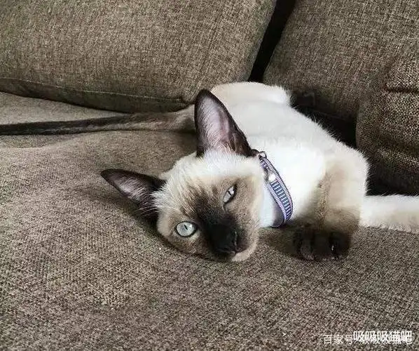暹罗猫折尾:是怎么回事,先天缺陷造成的吗?