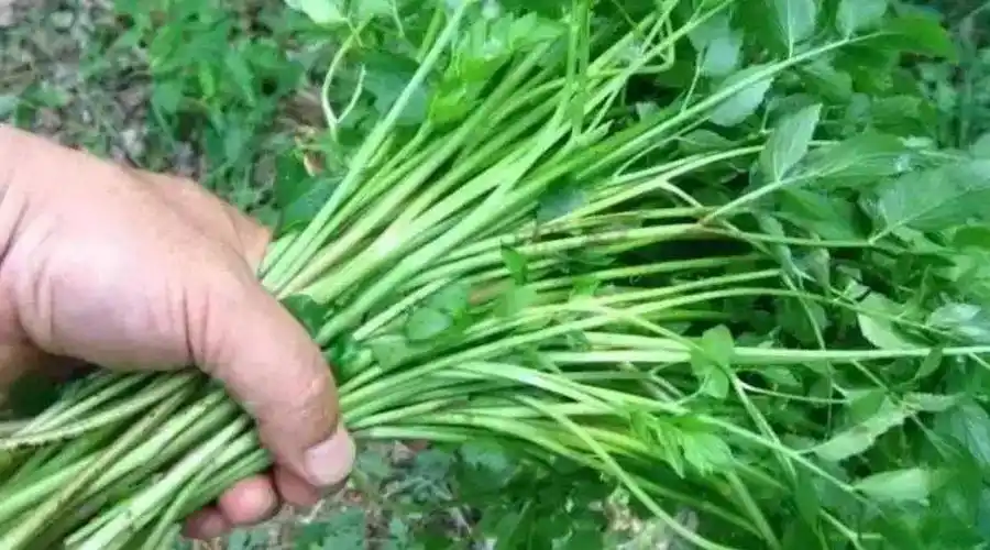 这四种野生芹菜美味毒药农村人也未必会区分