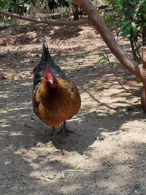 土母鸡贵妃鸡贵妃蛋