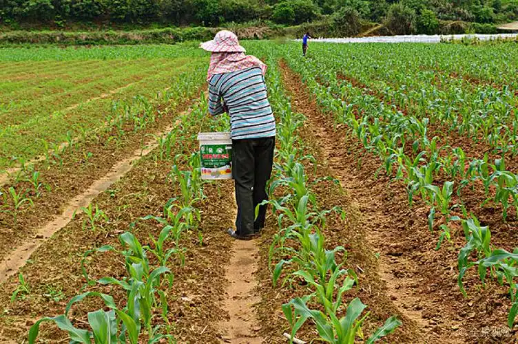 玉米种植图片_玉米种植高清图片_全景视觉