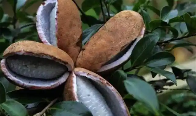 农村山上的美味野生水果,小时候吃过这几样,现在很难买到吃了!