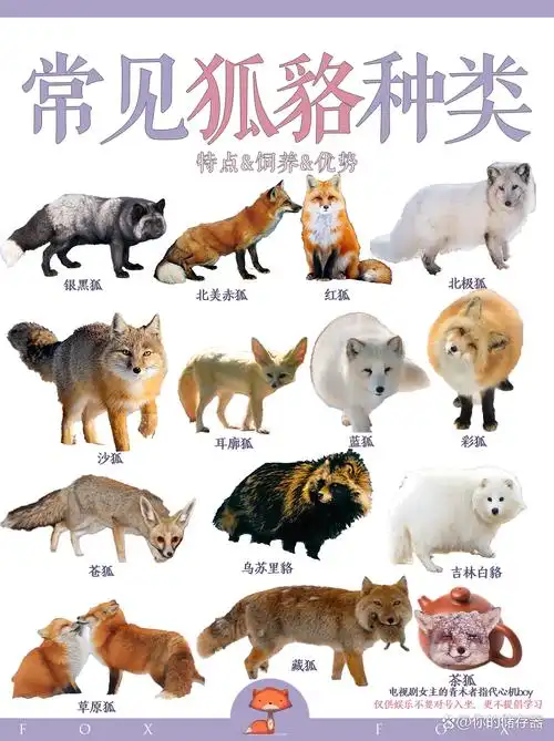 常见的狐貉种类图鉴赏析