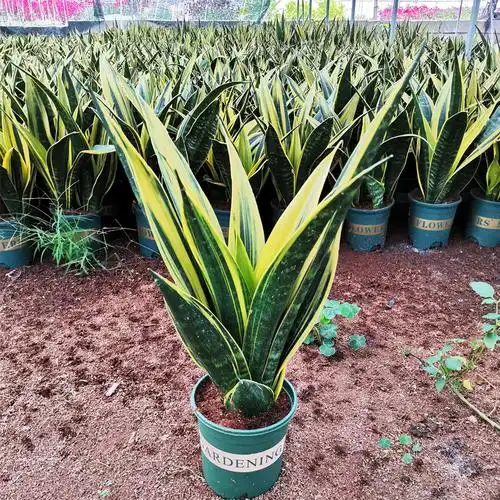 黄金虎皮兰新房吸甲醛多肉植物防辐射室内花卉绿植盆栽金丝雀霸王