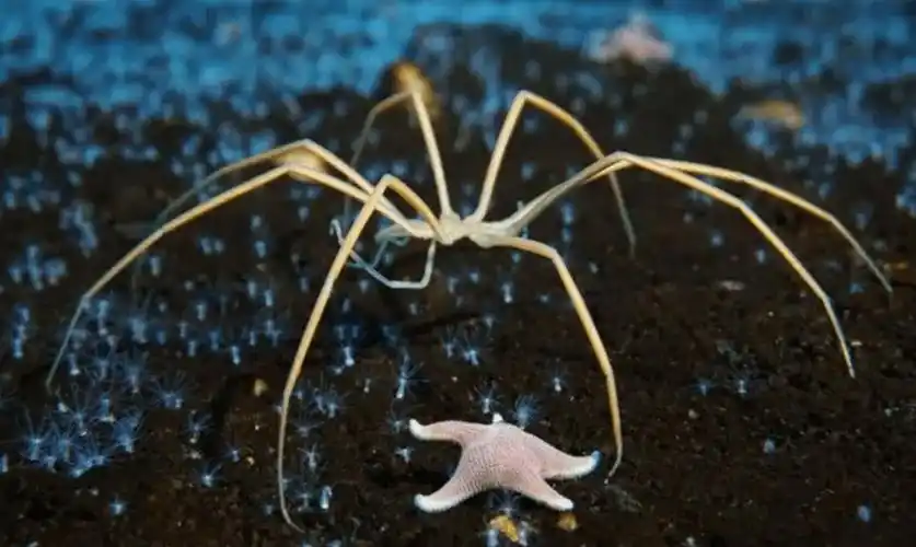 原创海蜘蛛用5亿年亲身证明了这一道理只要足够废物就没天敌