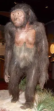 p>阿法南方古猿(australopithecusafarensis),又名 a target="_blank
