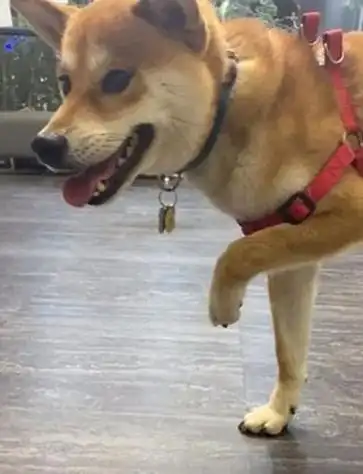 最新谁叫我是只猫咪表情包可爱(谁叫你是)nihdff/宠物服装/2023-12-21