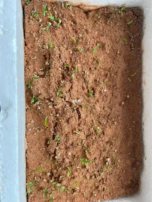 撒了几颗辣椒子长出了辣椒苗