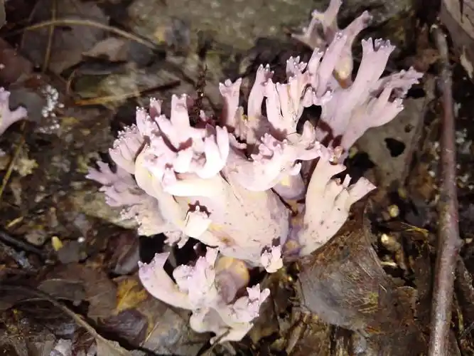 最美蘑菇季:扫把菌