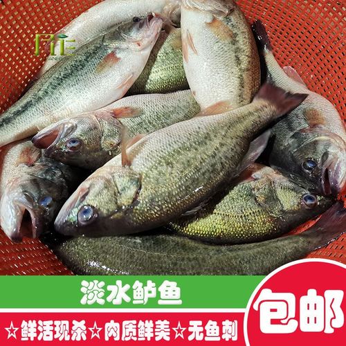 新鲜淡水鲈鱼冰鲜原生态国产食用冷冻水产鲜活净膛去鳞去鳃无刺鱼