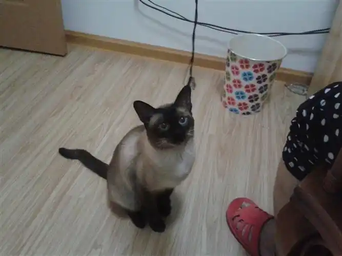 怎么判断先天折尾