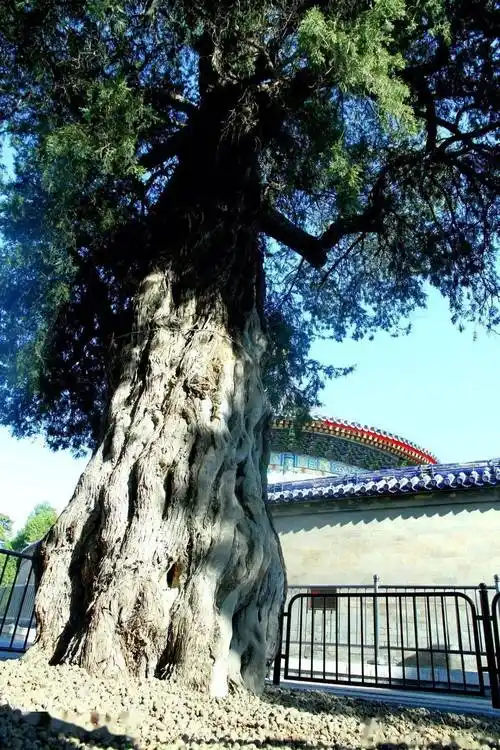 秋日观古树,感受城市"活文物"_九龙_北京_柏树