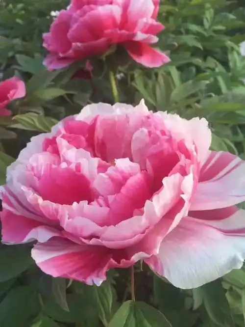 牡丹花～～富贵平安寓意吉祥.