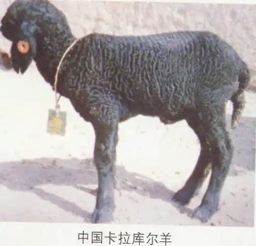 绵羊的品种分类
