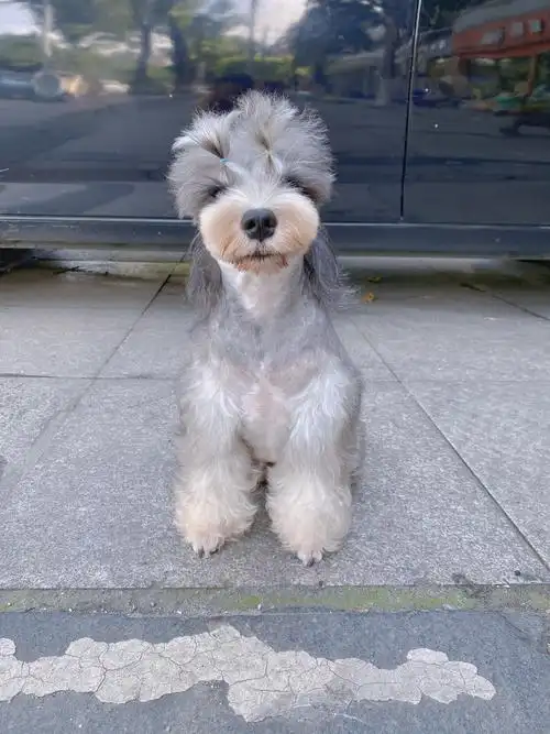 我家小女儿哒椒盐色雪纳瑞预定