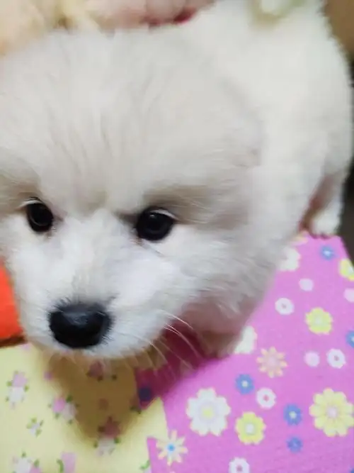 一个月大的萨摩宝宝找新家