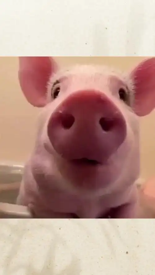 小粉猪的美丽生活小舒服,一边洗澡一边吃饭,嘟嘟嘴还要亲亲