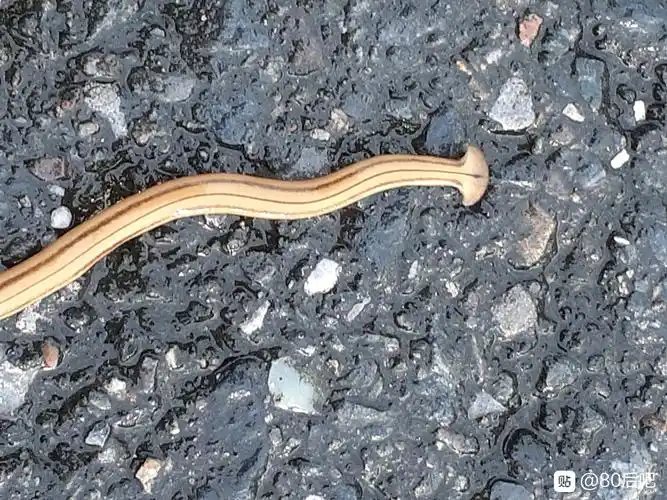 在浴室看到的虫子细长比蚯蚓长比蚯蚓细,头是扁的,是什么虫子? - 知乎