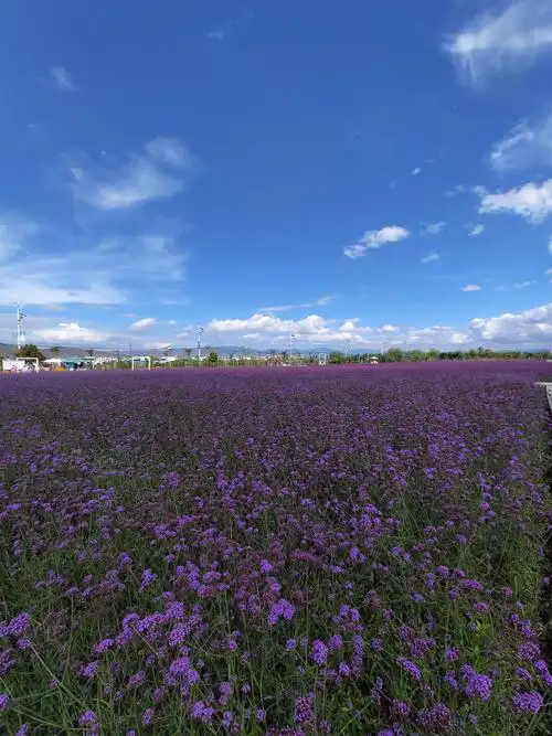 云南大理醉人的花海