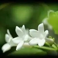洁白茉莉花头像_清新白色茉莉花头像图片_微信头像图片大全