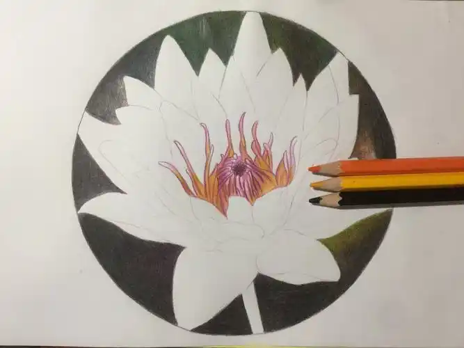 彩铅绘77---睡莲