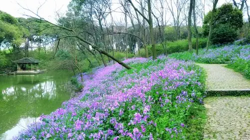 【摄影达人·x9plus】二月兰之春