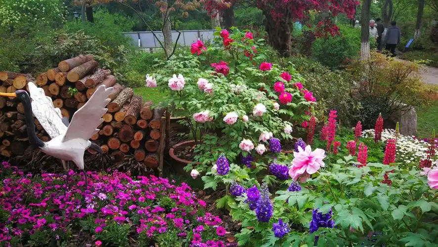 第九届常州市牡丹花展在东坡公园开幕