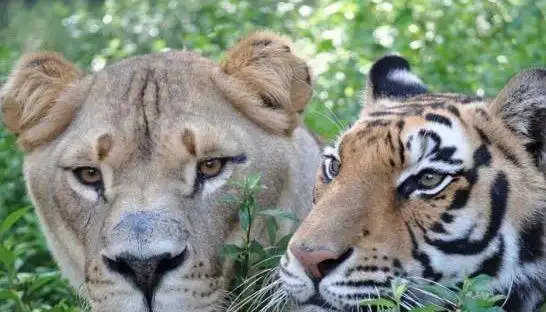 三大巨头生活在同一屋檐下,和谐程度简直颠覆你的想象