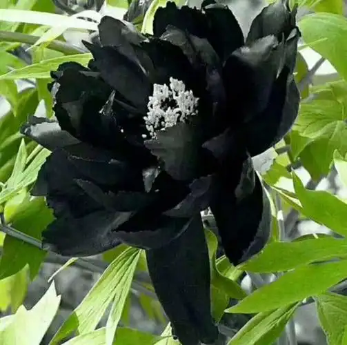 [冠世墨玉批发]山东菏泽牡丹区牡丹 16.00元/棵冠世墨玉,黑 _ 一亩田