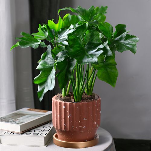 盆栽春羽小盆北欧绿植桌面室内好养耐阴植物绿植