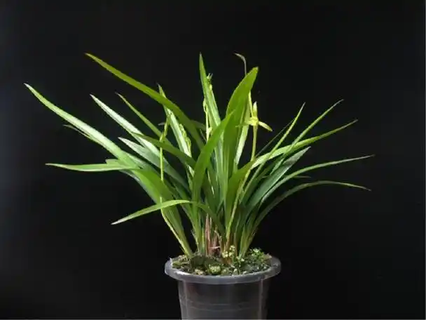 养墨兰花不注意这些步骤,很容易就让你给弄死掉,要注意喽|墨兰|兰花