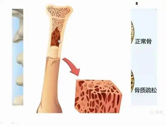 骨膜  骨密质  骨松质