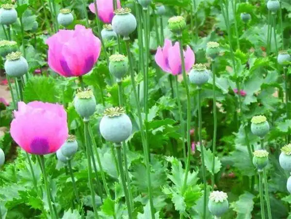 罂粟花开时间和图片 罂粟花的花语传说是什么