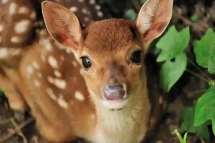 良渚这群"网红"小鹿,生宝宝啦!