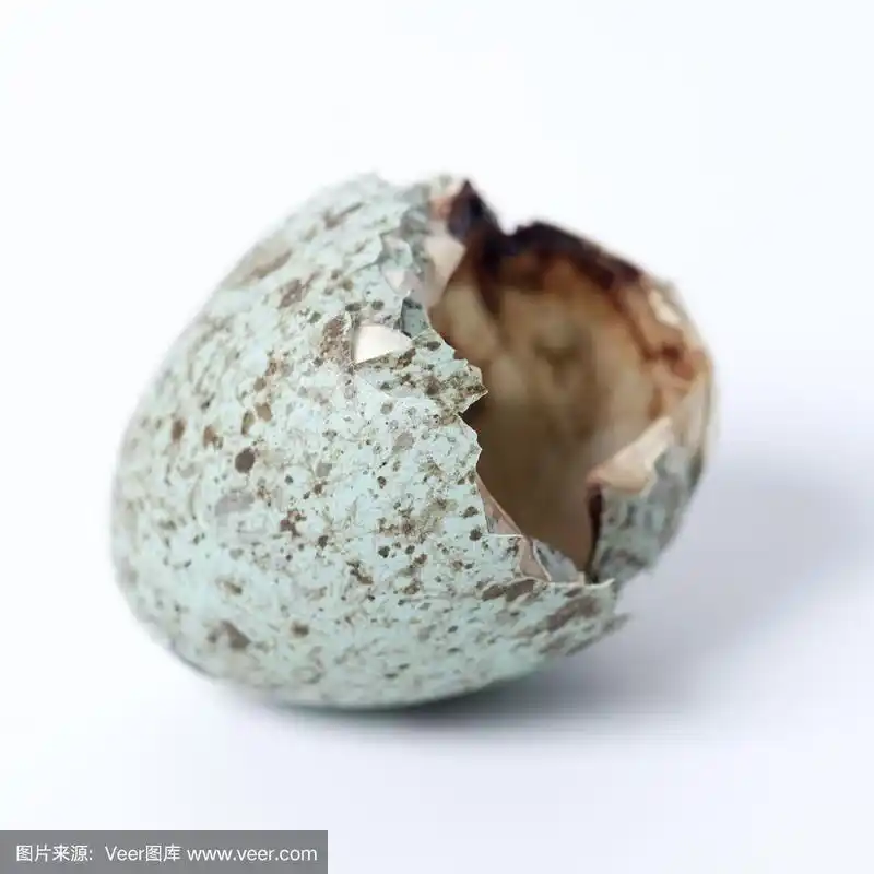 乌鸦座corax.在白色背景前的普通乌鸦的蛋.