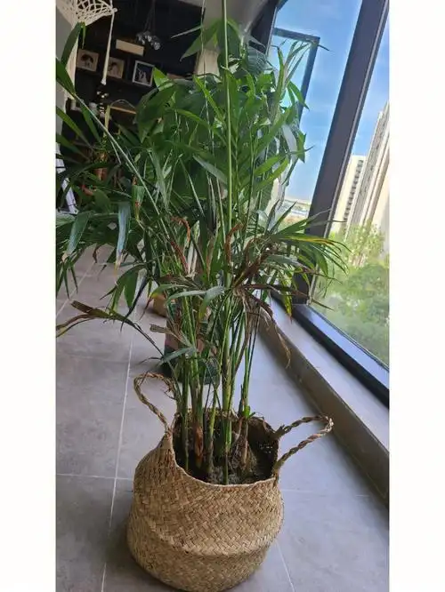 另外散尾竹这个东西怎么养呀