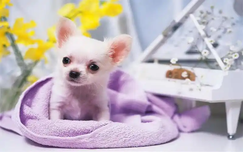 娇小可爱的宠物狗吉娃娃特写图片桌面壁纸高清 第二辑