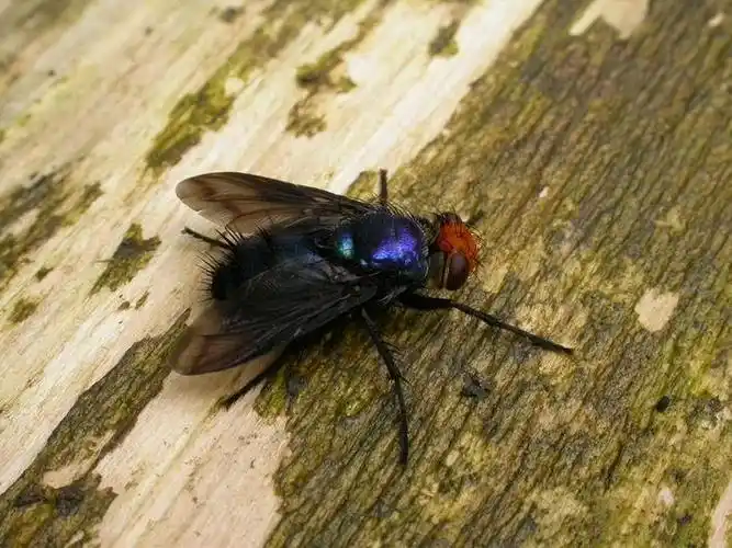 寄生蝇科tachinidae