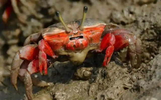 有一对火柴棒般突出眼睛的弧边招潮蟹,会做出"招潮"的动作!