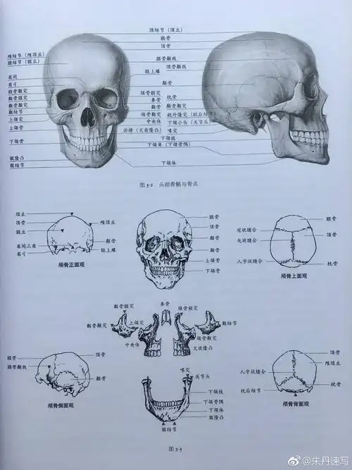 今天分享的是头部结构知识(出自《艺用人体结构教学》)~希望对大家