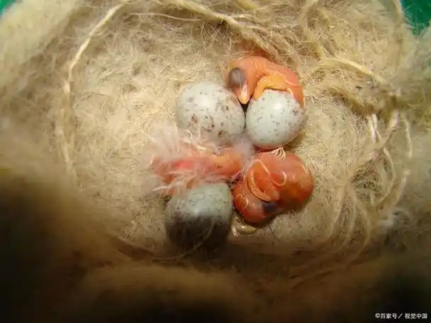 卵生(oviparity)和卵胎生(ovoviviparity)是描述动物繁殖方式的两个