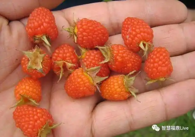 这些"野草莓"每年五月怒刷福鼎人朋友圈,福鼎人你都吃过哪些?