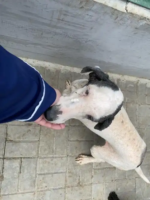 寻找领养花皮巨贵寻找领养啦