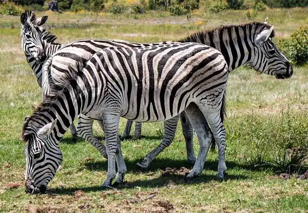 inspired escapes - family african safari package