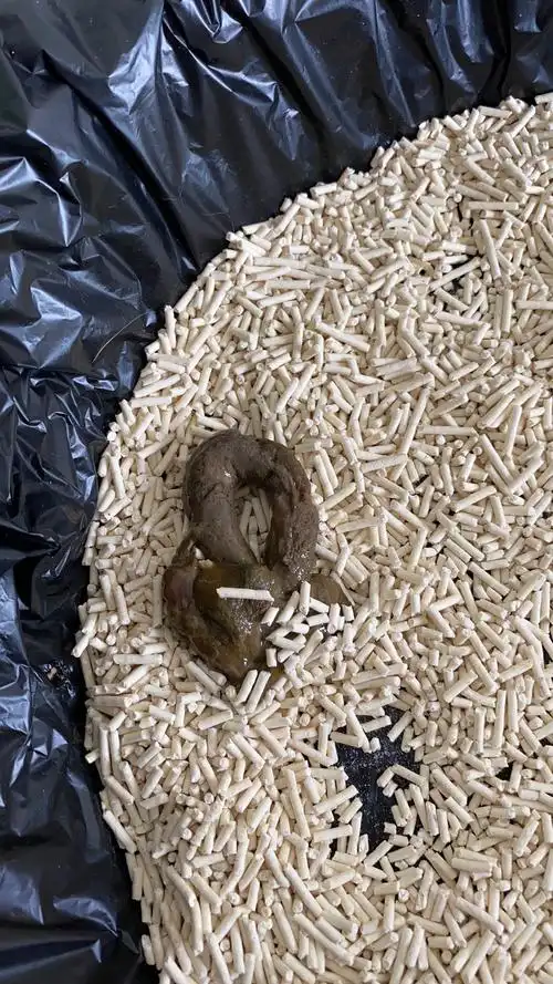 【讨论】猫屎有粘液是什么情况?