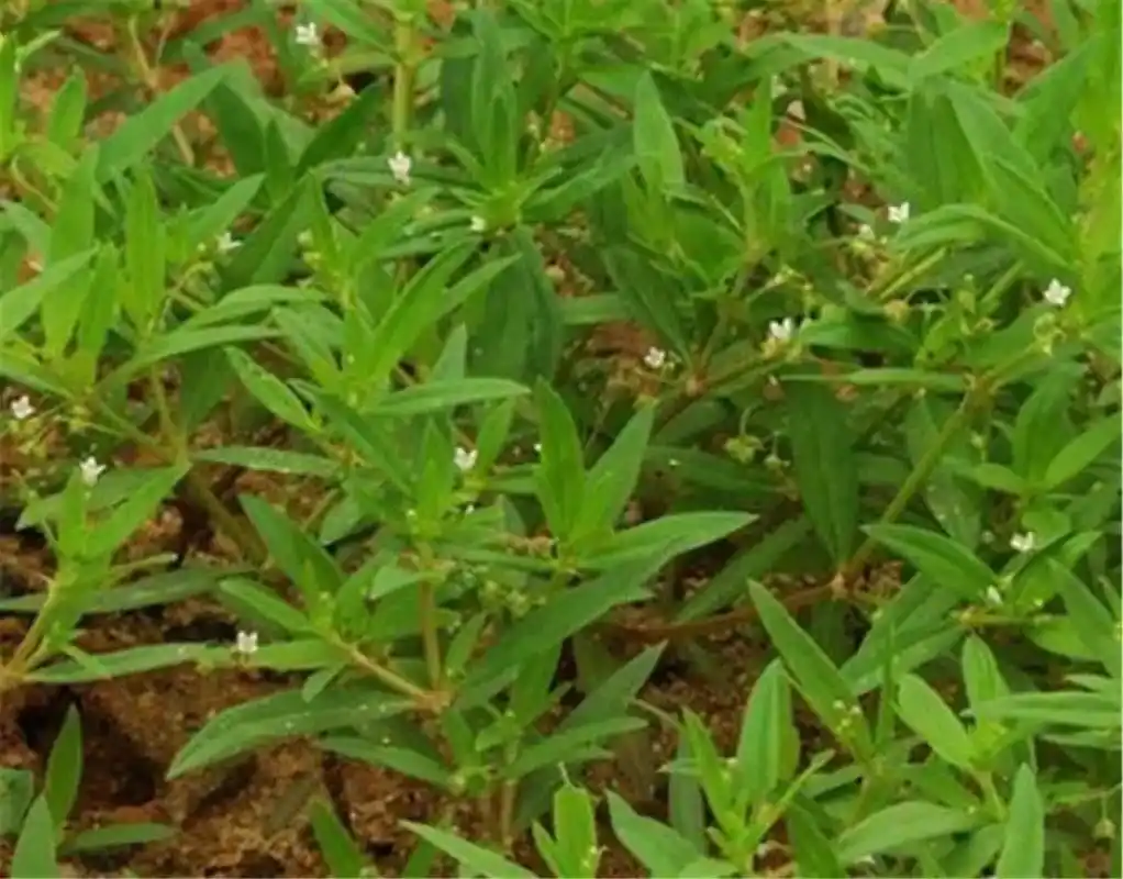 这种可治蛇毒的药用植物,在农村很常见,却没有人知道它的来头