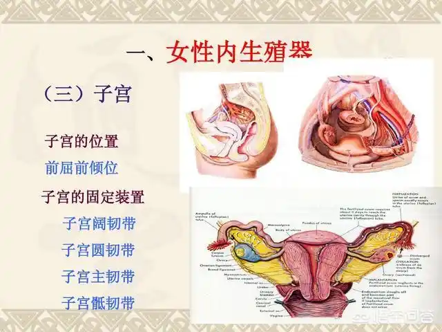 女人子宫内图片请问正常的子宫是什么样子的