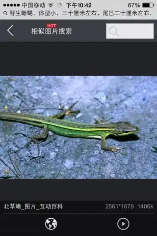 刚在芜湖这边捉到一只壁虎大小尾巴很长的蜥蜴,请高人指教是什么品种!