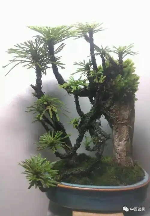 卷柏盆景欣赏与养护