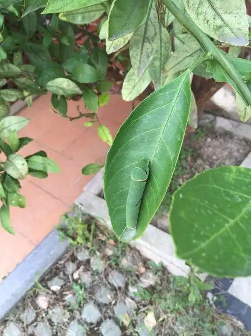 家里桔子树上发现的,有tf认识不?