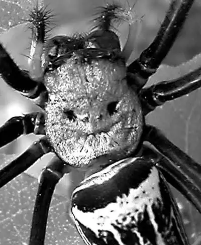 广东汕头出现"人面蜘蛛" 五官清晰可见(图)